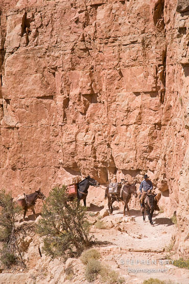 Man leading pack mules on the South Kaibab Trail. Grand Canyon NP, Arizona.