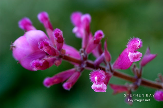 Mexican rose-leaf sage, Salvia involucrata.