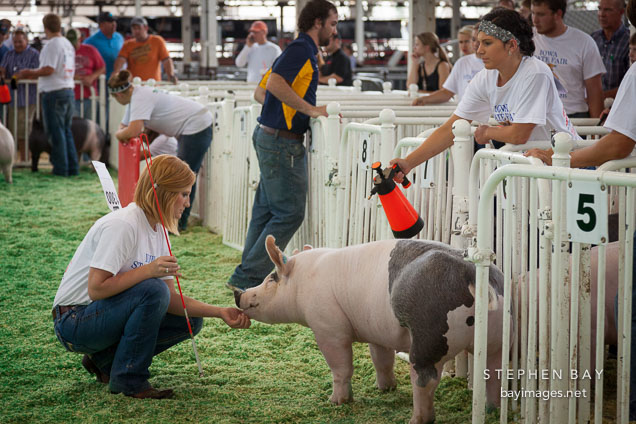 Misting a pig during the swine show. Iowa State Fair, Des Moines.