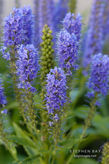 Veronica spicata 'Blue Charm'. Spiked Speedwell.