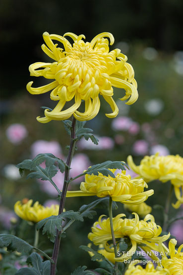 Fort Smith (irregular incurve).  Chrysanthemum (Dendranthema).
