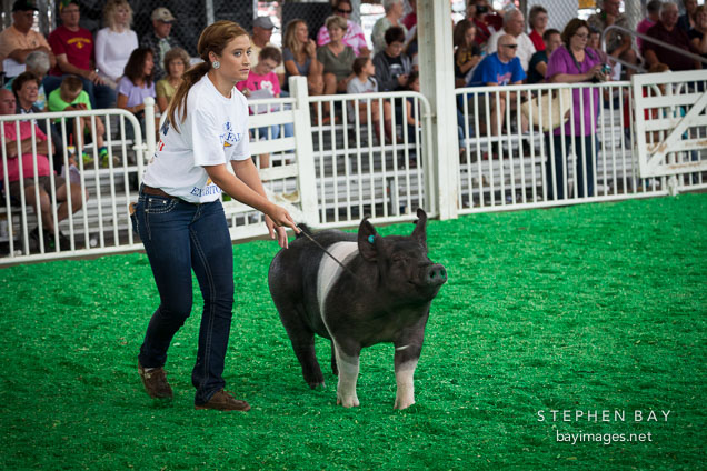 Girl guiding her pig during the swine competition. Iowa State Fair, Des Moines.