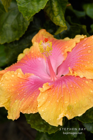Hibiscus with orange and pink petals.