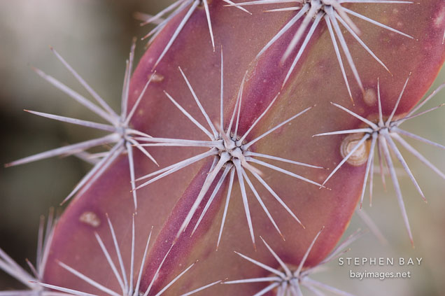 Octopus cactus. Stenocereus alamosensis.
