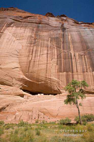 Tree and White House Ruin. Canyon de Chelly NM, Arizona.