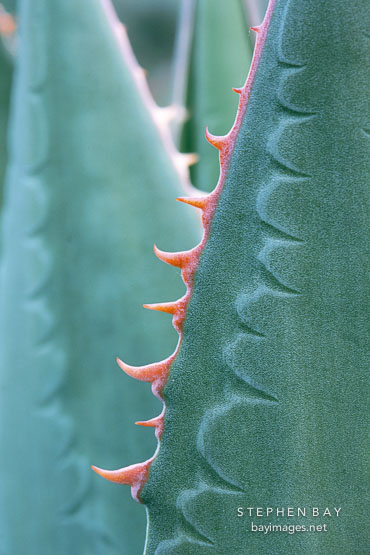 Agave teeth imprint.