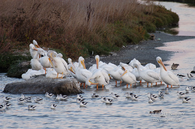 American white pelicans. Pelecanus Erythrorhynchos. Palo Alto Baylands, California.