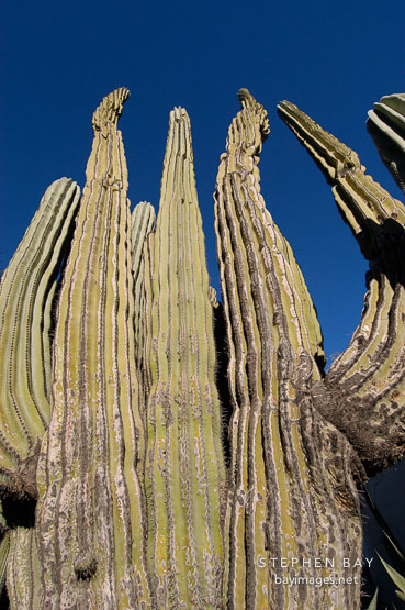 Cardon. Pachycereus pringlei.