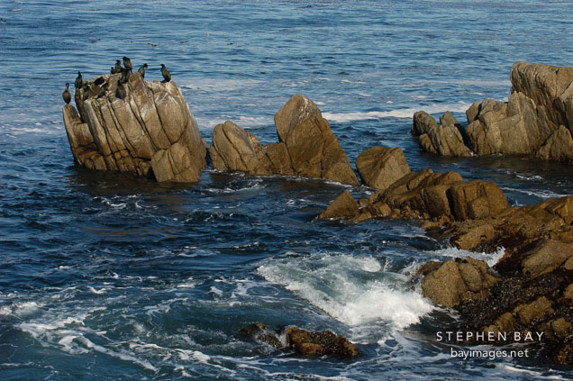 Cormorants. Monterey, California, USA.