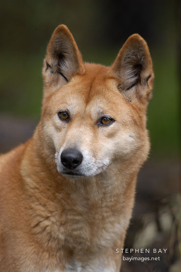 Dingo portrait. Canis familiaris dingo. Australian wild dog.