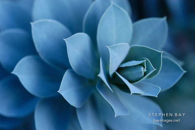 Euphorbia myrsinites. Gamble Gardens, Palo Alto, California.