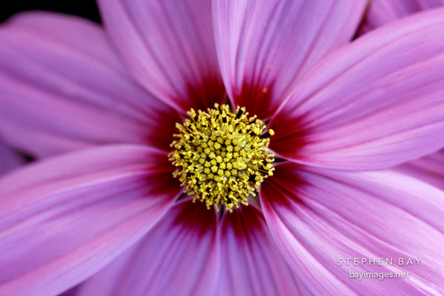 Cosmos.