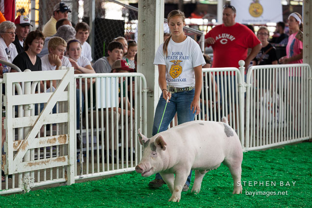 Competitor walking with her pig during competition. Iowa State Fair, Des Moines.