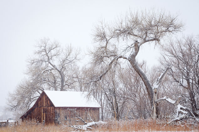 Doran Barn during snowfall. Boulder, Colorado.