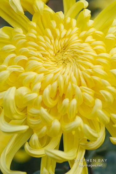 Fort Smith (irregular incurve).  Chrysanthemum (Dendranthema).