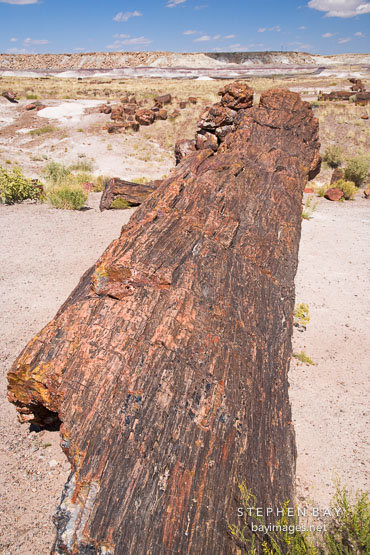 Large petrified tree trunk. Petrified Forest, Arizona.
