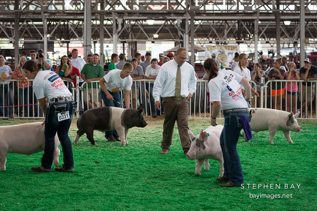 Man judging pigs during the swine show. Iowa State Fair, Des Moines.