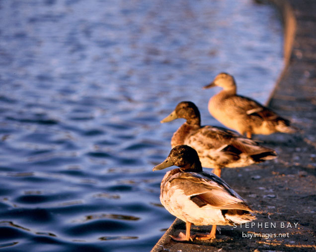 Mallards at the duck pond. Palo Alto Baylands Nature Preserve, California.