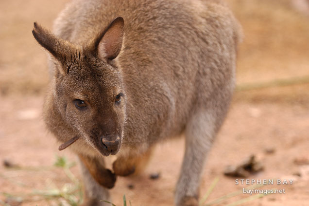 Bennett's wallaby. Red-necked wallaby. Micropus rufogiseus.