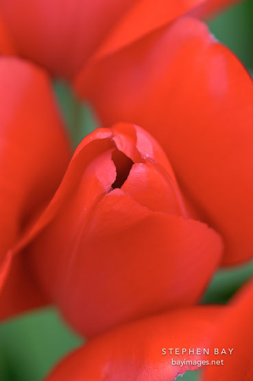 Tulip 'Red impression', Tulipa.