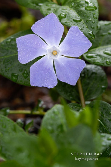 Vinca major. Greater periwinkle.