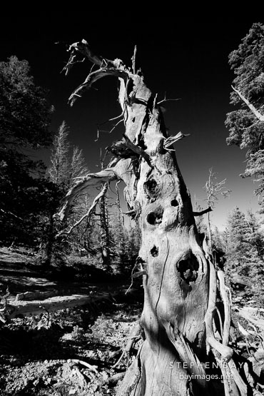 Ancient bristlecone pine #1.