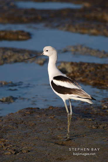 American avocet, Recurvirostra americana. Palo Alto Baylands Nature Preserve, California.