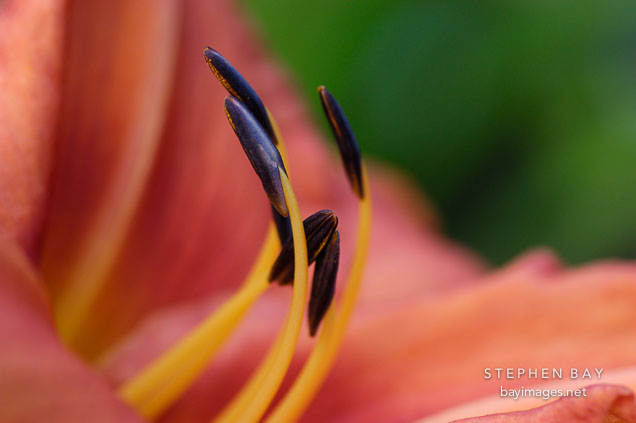 Hemerocallis 'Orange Crush'.