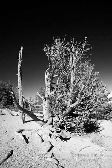 Ancient bristlecone pine #2.