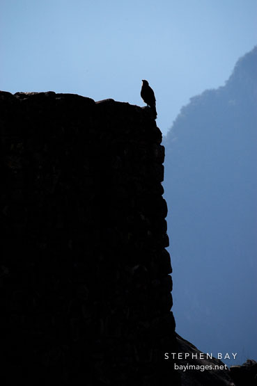Silhouette of raptor. Machu Picchu, Peru