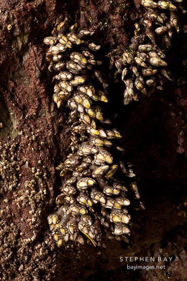 Gooseneck barnacles. Bandon beach, Oregon.