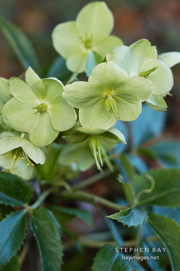 Helleborus argutifolius. Corsican Hellebore.