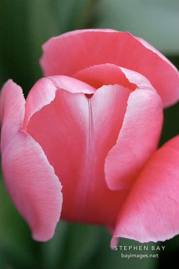 Tulip 'Menton', Tulipa.