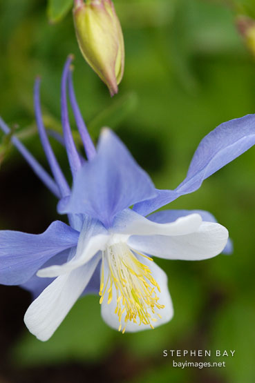 Columbine, Aquilegia