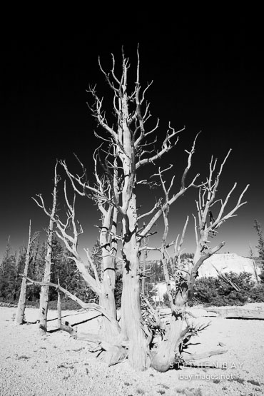 Ancient bristlecone pine #4.