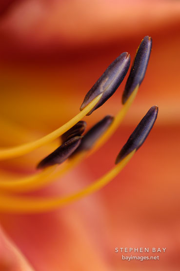 Hemerocallis 'Orange Crush'.