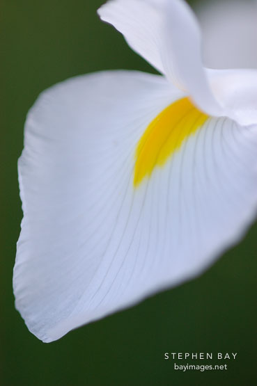 Petal of Dutch Iris, 'White wedgewood'.