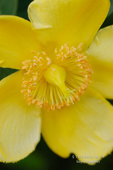 Hypericum x moserianum. Gold flower (flowering shrub).