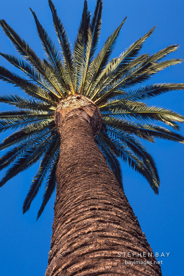 Palm tree. Los Angeles, California, USA