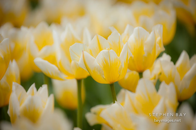 Yellow and white tulips in Pella, Iowa.