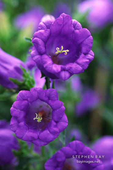 Campanula. Canterbury Bells. 'Champion light blue'.
