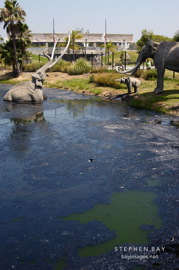 La Brea tar pits. Los Angeles, California, USA.