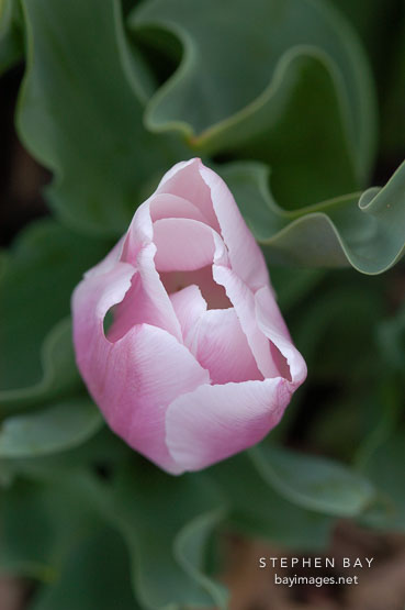 Tulip 'Gabriele', Tulipa.