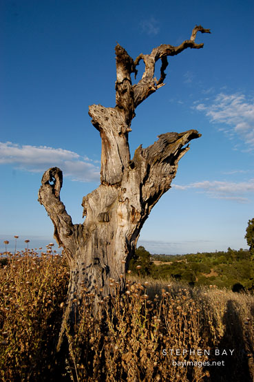 Twisted tree. Arastradero preserve, California, USA.