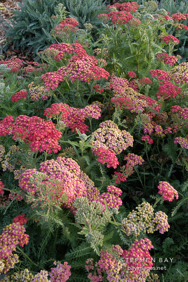 Achillea filipendulina. Garden hybrids.