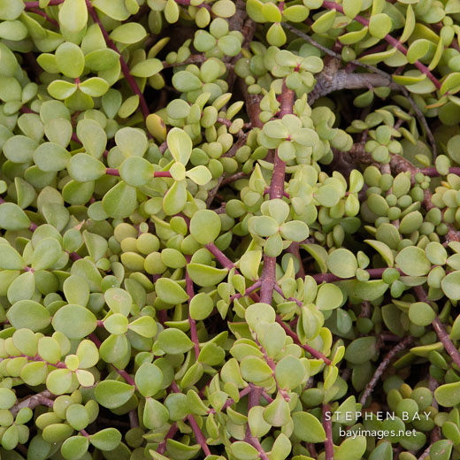 Elephant bush. Portulacaria afra
