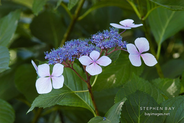 Hydrangea macrophylla. Big-leaf hydrangea.