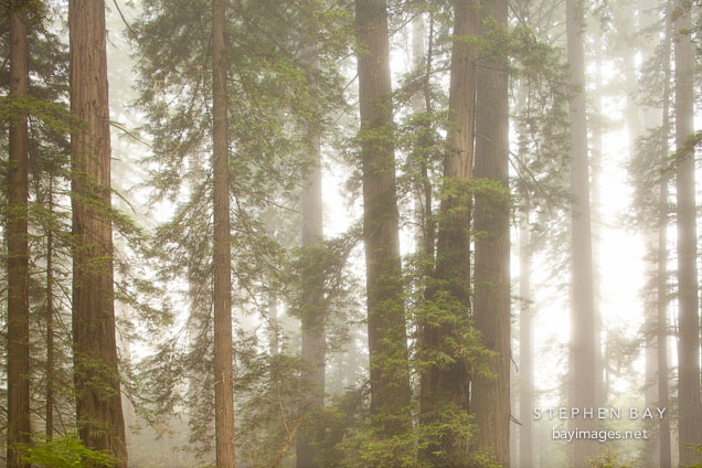 Morning mist in Lady Bird Johnson Grove. Redwood National Park, California.