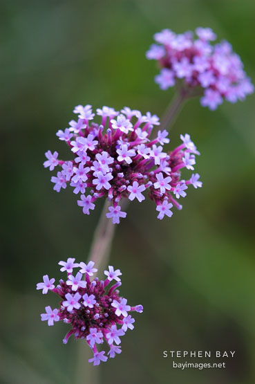 Verbena bonariensis.