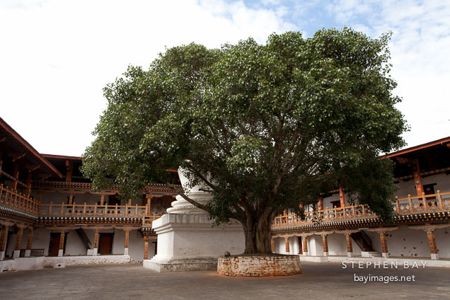 Bodhi tree in the first courtyard of the Punakha Dzong.